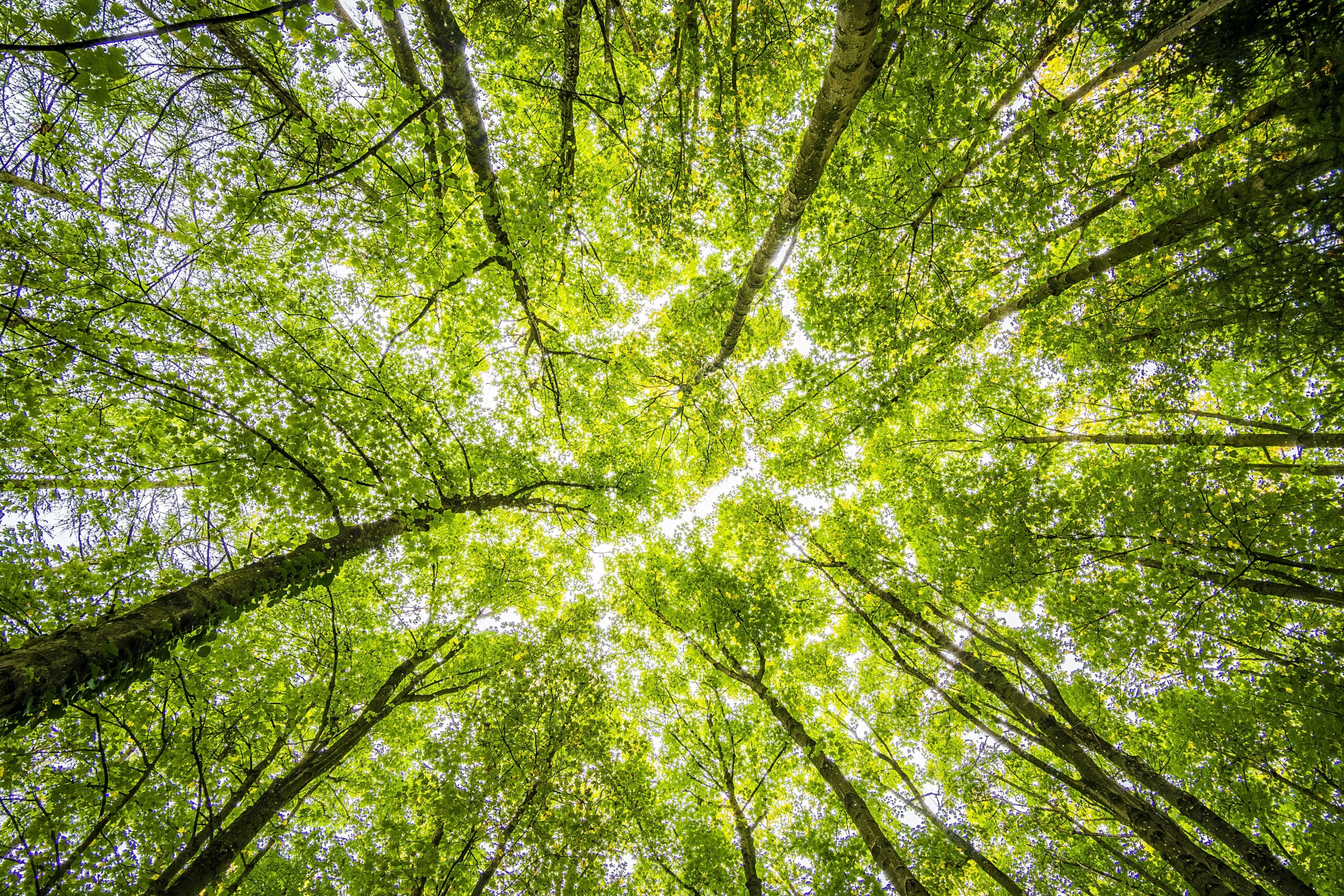Looking up through the dense green canopy in a vibrant forest, showcasing nature