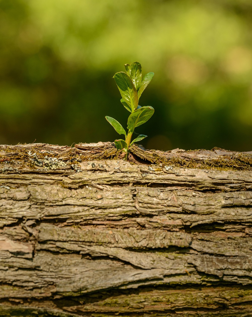 sprout, nature, willow, fresh, spring, plant, germination, life, bud