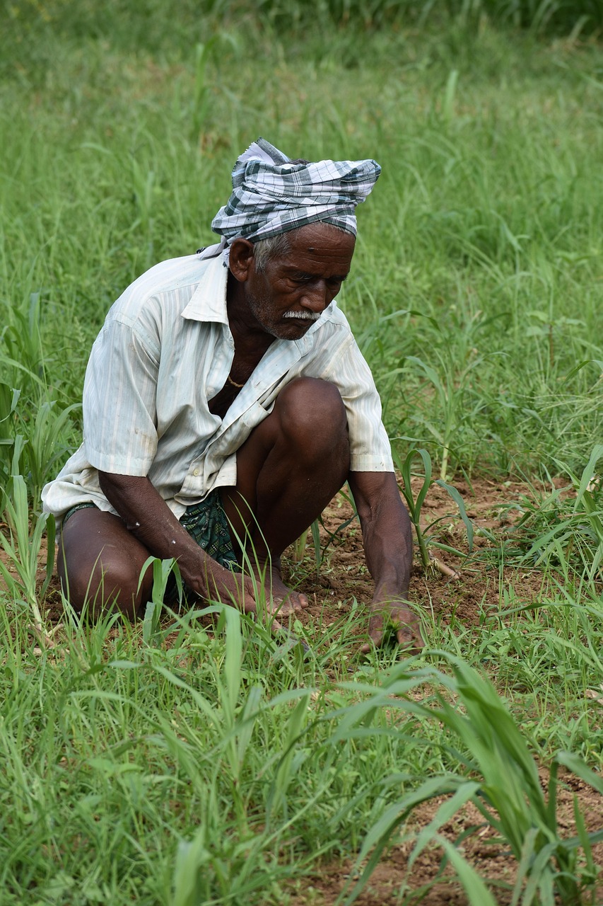 working, fields, weeding, india, farmer, green work, green farmer, weeding, weeding, weeding, weeding, weeding, farmer, farmer