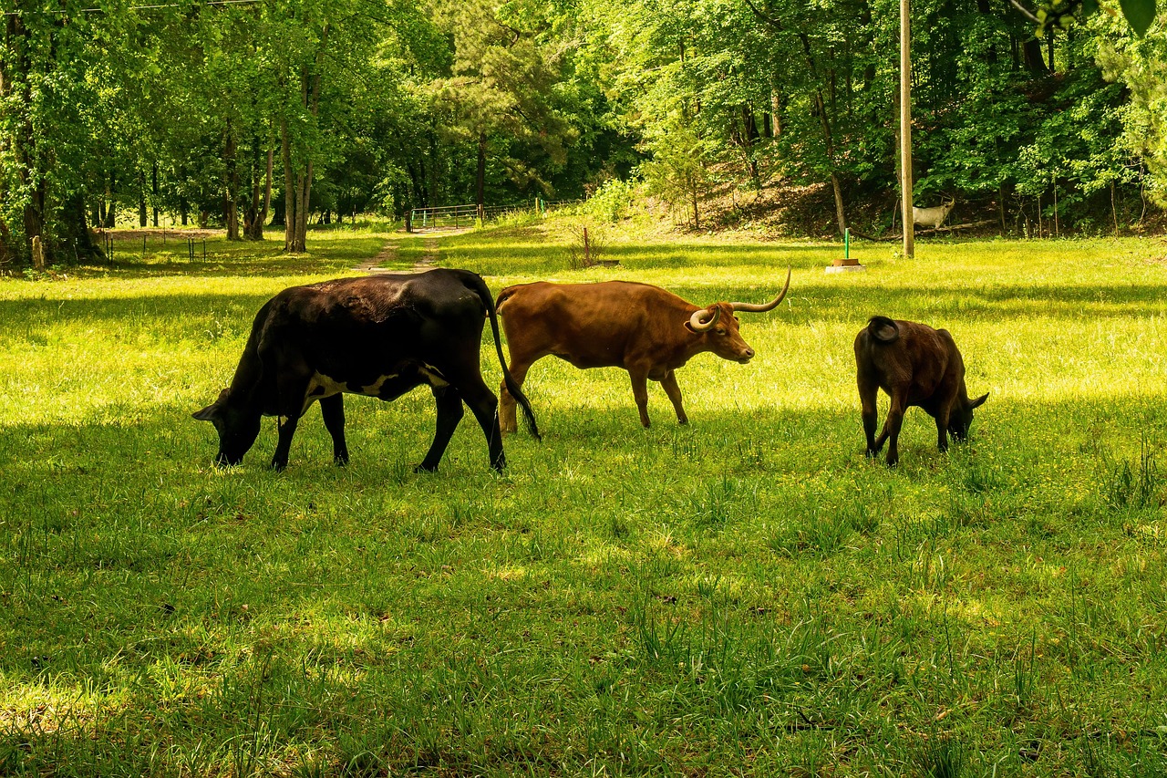 methane, carbon dioxide, carbon footprint, longhorn steer, longhorn, cattle herd, steer, cattle, livestock, horns, bovine, pasture, cow, field, rural, methane, methane, methane, methane, methane, carbon dioxide, carbon footprint, carbon footprint