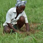 working, fields, weeding, india, farmer, green work, green farmer, weeding, weeding, weeding, weeding, weeding, farmer, farmer