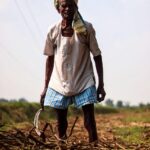 farmer, sugarcane, harvest, indian, farming, agriculture, field, rural, old man, farm, sugarcane, sugarcane, sugarcane, sugarcane, sugarcane