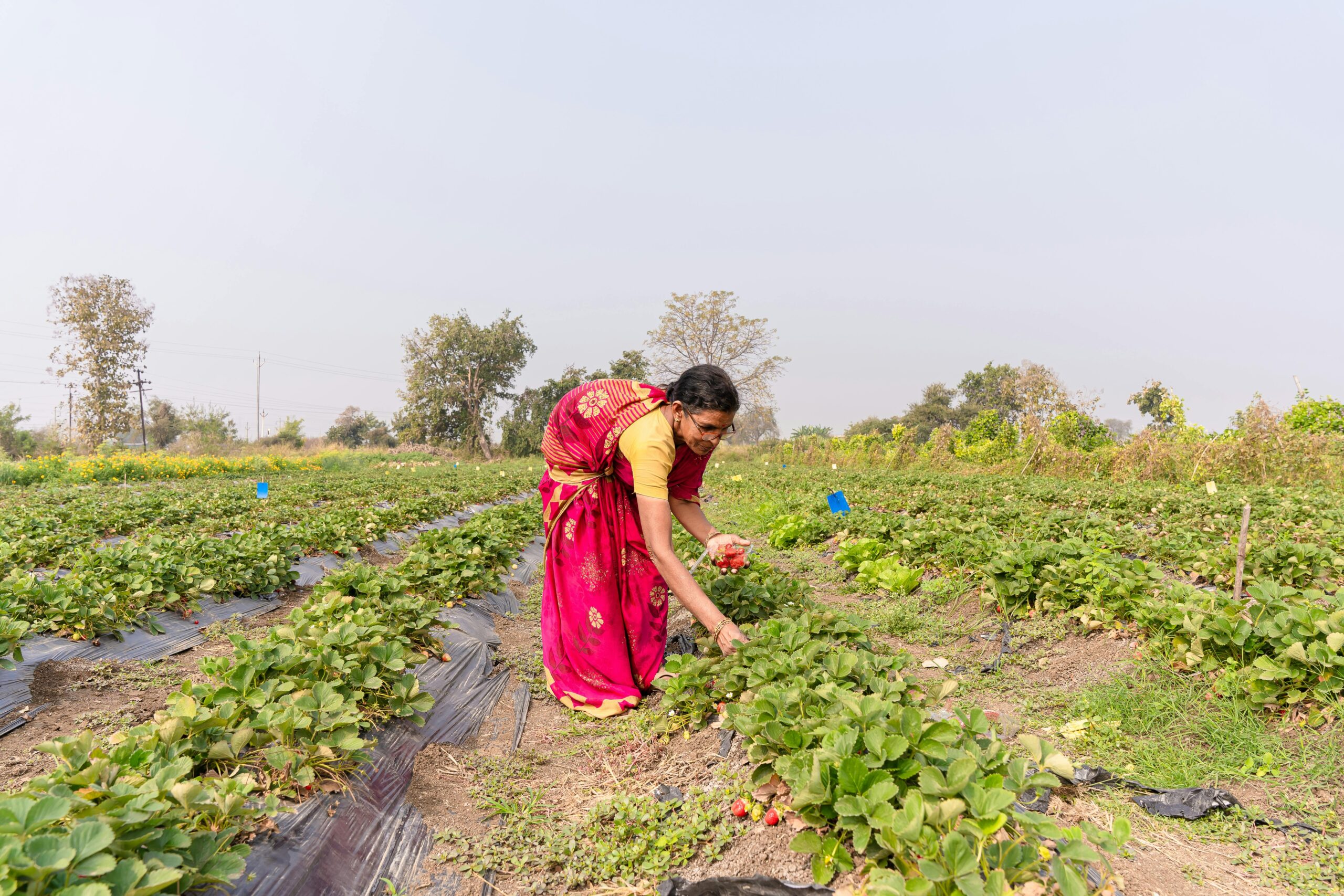 A woman in a red sari harvesting strawberries in a rural Indian farm.