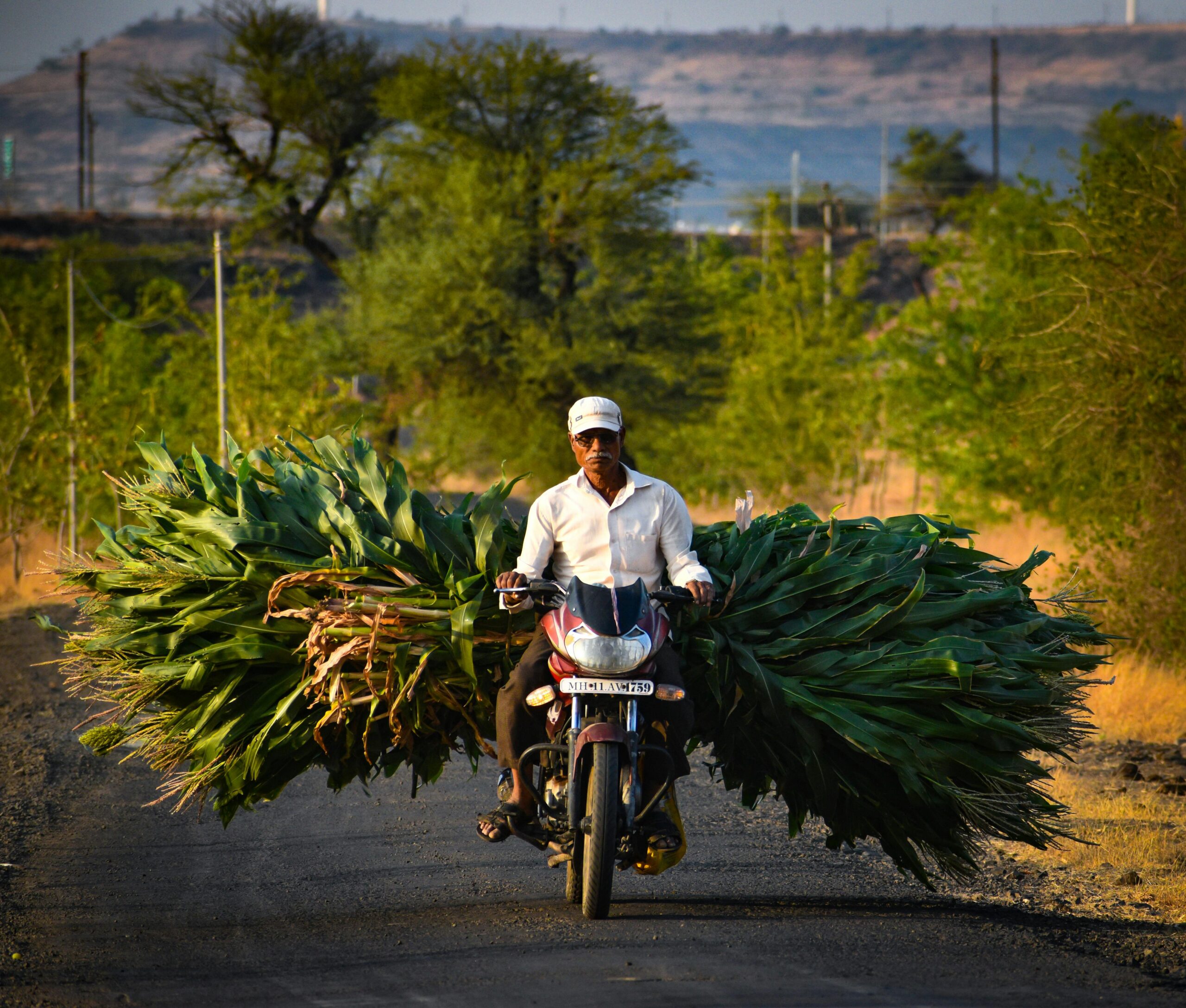 Indian farmer transports large green crops on a motorbike through rural Satara, India.