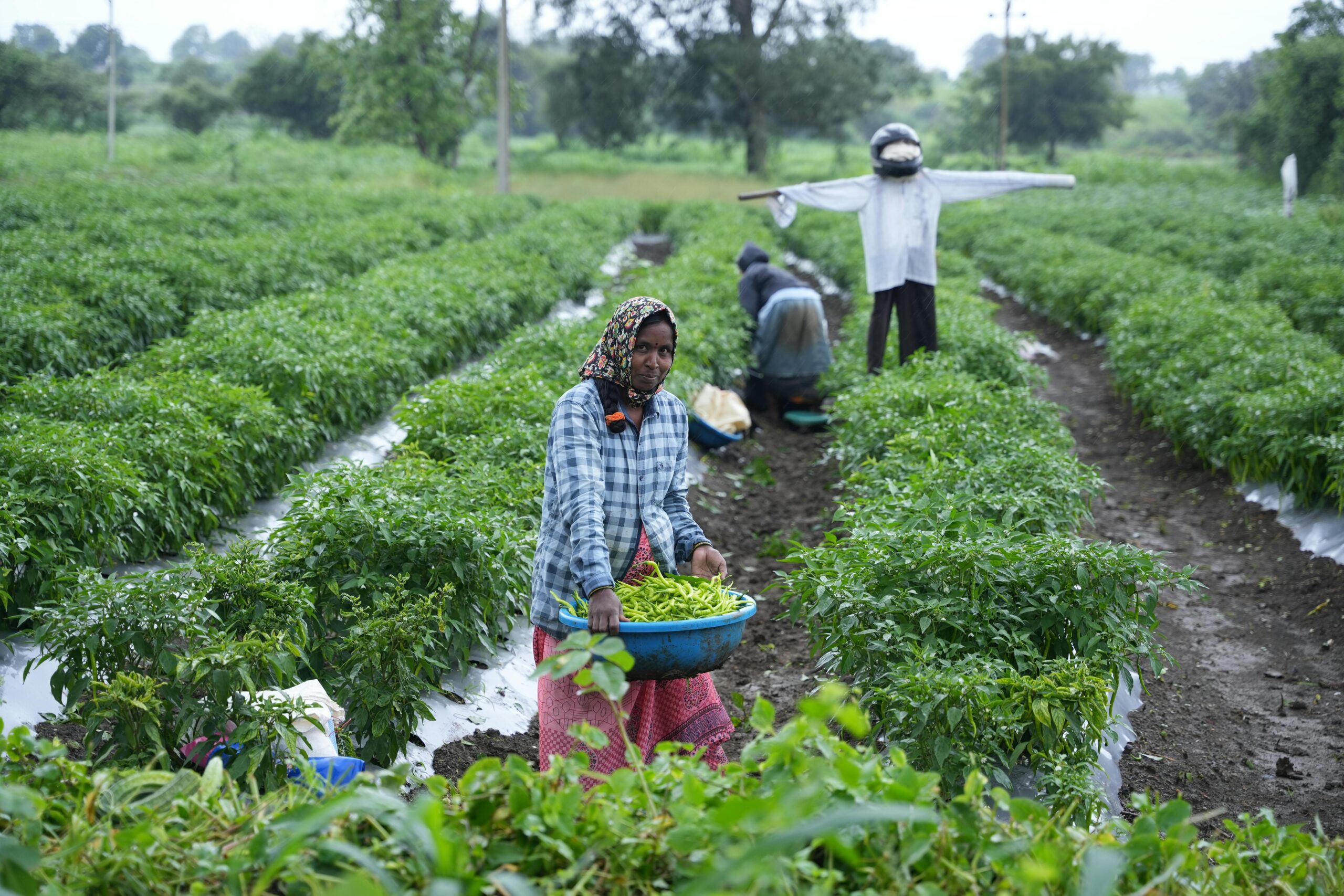 A farmer harvesting green chili in a lush, rural Indian landscape.